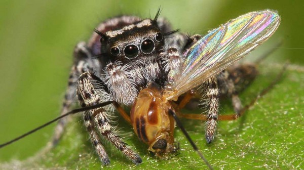 Jumping spider Phidippus mystaceus feeding on a nematoceran prey.
