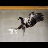 Eagle Catching Drone