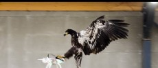 Eagle Catching Drone