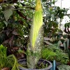 The corpse plant will bloom again after seven years in the University of Minnesota.