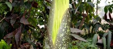 The corpse plant will bloom again after seven years in the University of Minnesota.