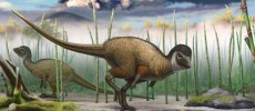 Kulindadromeus, a small bipedal ornithischian dinosaur that is now part of the new grouping Ornithoscelida and identified as more obviously sharing an ancestry with living birds