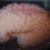 This 3-D, gel model of a smooth fetal brain is coated with a thin layer of elastomer gel, and immersed. 