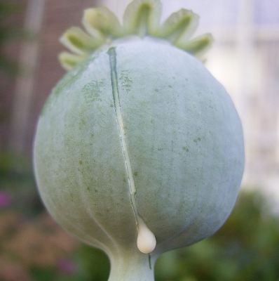 Opium poppy seed pod.       