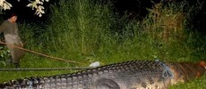 A giant croc has been caught and is being inspected. 