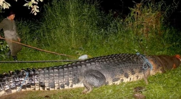 A giant croc has been caught and is being inspected. 