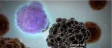 The mechanism works on a variety of rapidly proliferating human cells. (YouTube)