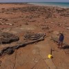 Lead author Dr Steve Salisbury of The University of Queensland School of Biological Sciences discusses the diversity of tracks around Walmadany in Western Australia.