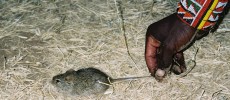 A mouse from a Maasai village in southern Kenya.