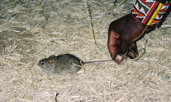 A mouse from a Maasai village in southern Kenya.