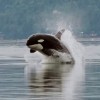 Orca porpoising in Hood Canal, Puget Sound, Washington.