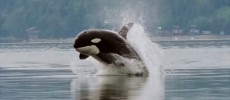 Orca porpoising in Hood Canal, Puget Sound, Washington.