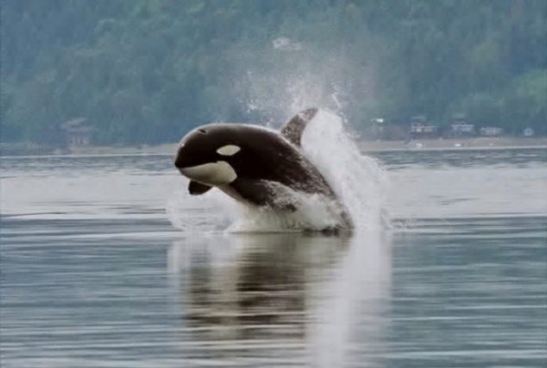 Orca porpoising in Hood Canal, Puget Sound, Washington.