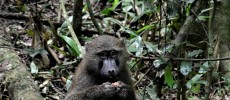 Baboon (Papio) eating fruit. (Santiago Cassalett/NYU)