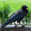 Ravens can apparently predict how other ravens might act.