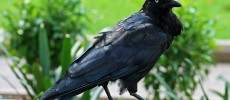 Ravens can apparently predict how other ravens might act.