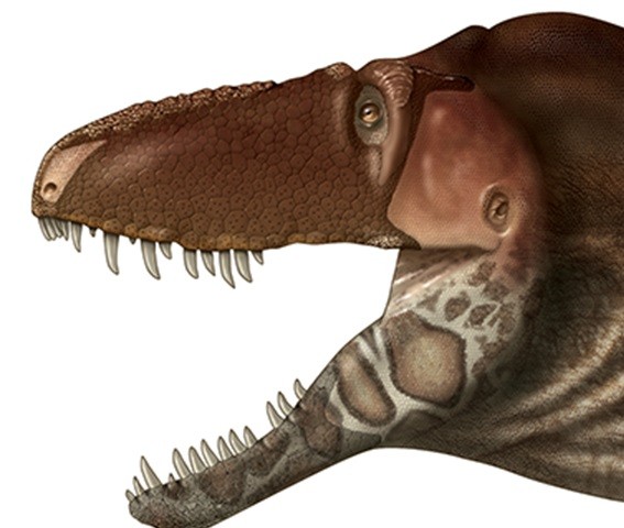 The tyrannosaurus Daspletosaurus horneri evolved via a process known as anagenesis. (Dino Pulera/LSU Health)