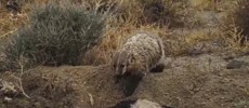 Badgers can be found from Mexico to the U.S. but are now classified as endangered. (YouTube)