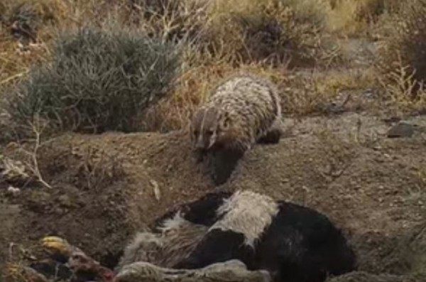 Badgers can be found from Mexico to the U.S. but are now classified as endangered. (YouTube)