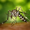  The result of the study by scientists from the Royal Veterinary College (RVC) revealed that there are two mechanisms that make the mosquitoes' flight different from that of other insects. 