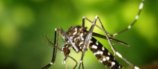  The result of the study by scientists from the Royal Veterinary College (RVC) revealed that there are two mechanisms that make the mosquitoes' flight different from that of other insects. 