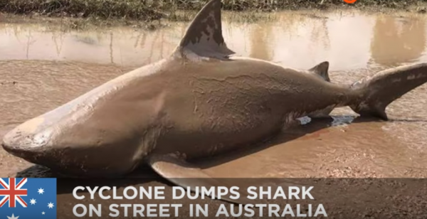 Sharknado is real: Cyclone Debbie picks up bull shark, dumps it in Australia town - TomoNews/ YouTube
