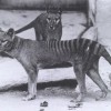 Tasmanian tigers in Australia no longer extinct? Or just plain elusive from human activity?