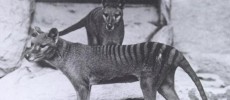 Tasmanian tigers in Australia no longer extinct? Or just plain elusive from human activity?
