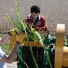 Researchers extract juice from sugarcane engineered to produce oil for biodiesel.          