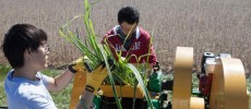 Researchers extract juice from sugarcane engineered to produce oil for biodiesel.          