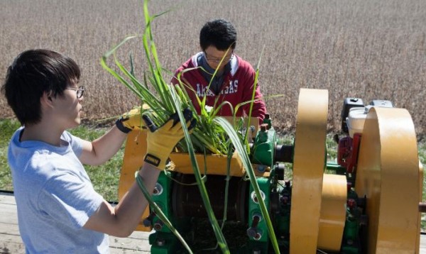 Researchers extract juice from sugarcane engineered to produce oil for biodiesel.          