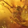 A Cretaceous Halitherses grimaldii trapped inside Burmese amber with erect penis.
