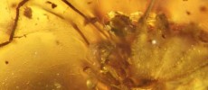 A Cretaceous Halitherses grimaldii trapped inside Burmese amber with erect penis.