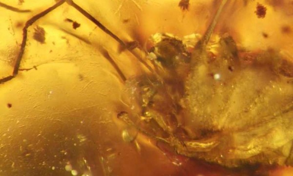 A Cretaceous Halitherses grimaldii trapped inside Burmese amber with erect penis.