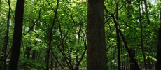 The major threats for tree species are deforestation and overexploitation. 