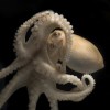 Scientists have found high levels of RNA editing in cephalopod species including octopi, squid, and cuttlefish. (Tom Kleindinst/Marine Biological Laboratory)
