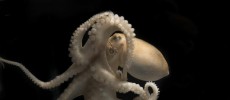 Scientists have found high levels of RNA editing in cephalopod species including octopi, squid, and cuttlefish. (Tom Kleindinst/Marine Biological Laboratory)