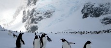 A large gentoo penguin colony is found on Cuverville Island just off the Antarctic Peninsula. (David Stanley/CC BY 2.0)