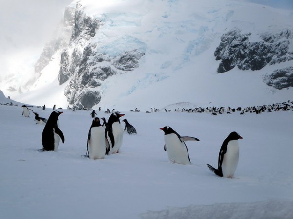 A large gentoo penguin colony is found on Cuverville Island just off the Antarctic Peninsula. (David Stanley/CC BY 2.0)