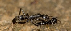 After a raid, Matabele ants carry their injured mates back to their nest. (Erik Frank)