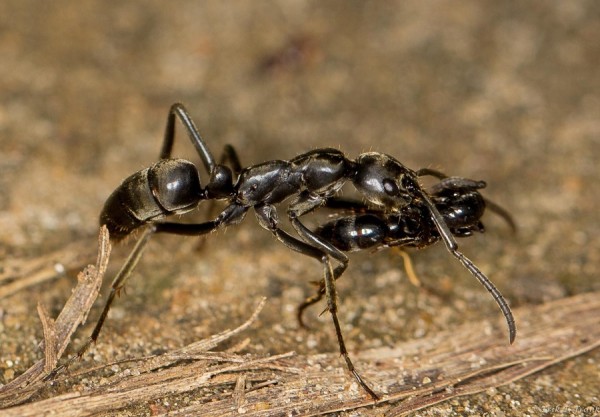 After a raid, Matabele ants carry their injured mates back to their nest. (Erik Frank)