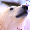 The best conditions for polar bears for olfactory hunting is during the night of the winter.