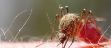 Zika virus spreads through mosquito bites and it associated with severe neurological birth defects that can trigger microcephaly.