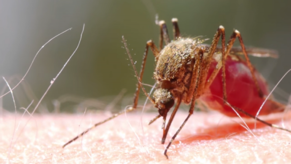 Zika virus spreads through mosquito bites and it associated with severe neurological birth defects that can trigger microcephaly.