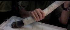 The giant shipworm is a mud-dwelling animal and is believed to have been in existence since the 18th century.  (YouTube)