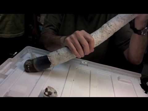 The giant shipworm is a mud-dwelling animal and is believed to have been in existence since the 18th century.  (YouTube)