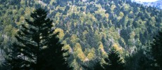 Difference in surface properties between dark coniferous and light broadleaved trees in Alsace (France)