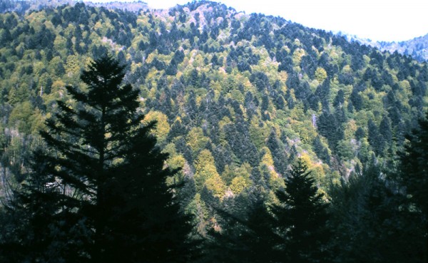 Difference in surface properties between dark coniferous and light broadleaved trees in Alsace (France)
