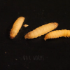 One hundred wax worms were exposed in plastic bags. After 40 minutes, holes started to appear, and the quantity of the plastic lessened by 92 mg after 12 hours. (YouTube)