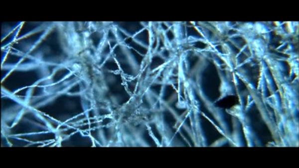 The 2.4 billion-year-old microscopic creatures possess a bundle of slender filaments similar to a broom. (YouTube)